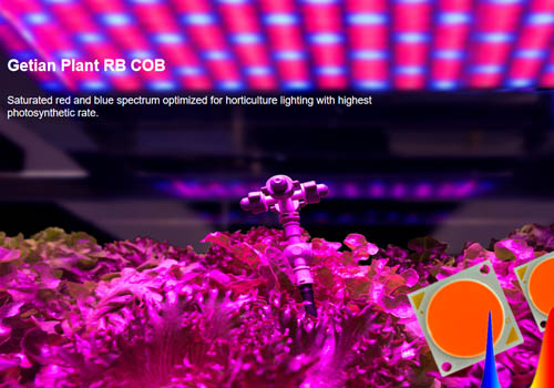 植物COB LED